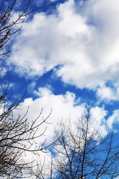 Blue sky with clouds and tree branches background