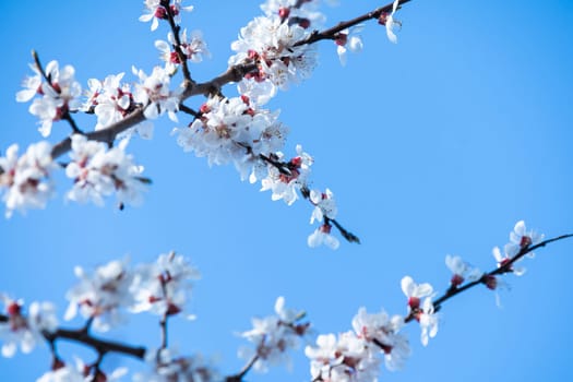 flowers of blooming Apple tree in spring against blue sky on a Sunny day close-up macro in nature outdoors