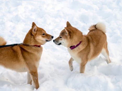 Japanese red coat dog is in winter forest. Portrait of beautiful Shiba inu male standing in the forest on the snow and trees background. High quality photo. Walk in winter