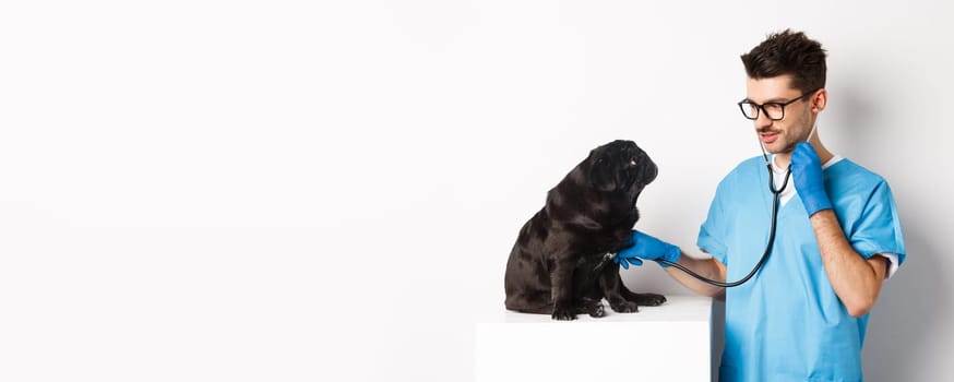 Handsome doctor veterinarian smiling, examining pet in vet clinic, checking pug dog with stethoscope, standing over white background.