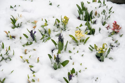 Bunch of colorful hyacinths flowers covered by snow outdoors,snowdrops and primroses, weather anomalies, High quality photo