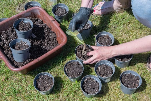 female hands in black gloves transplant a violet houseplant into new pots with earth outdoors, High quality photo
