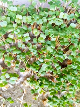 Organic microgreens from early arugula seedlings,How to grow food at home on a windowsill.Sprouts of green plants and home gardening. Plastic reusable food delivery containers for seedlings of lettuce