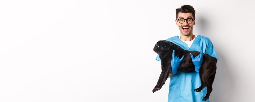 Vet clinic concept. Happy male doctor veterinarian holding cute black pug dog, smiling at camera, showing rock-n-roll gesture, white background.