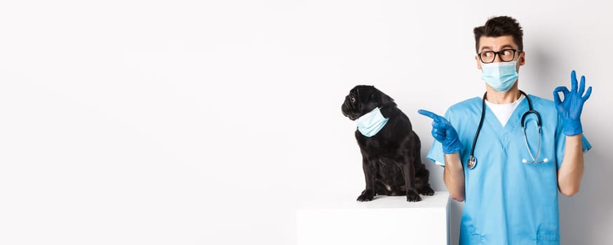 Funny black pug dog wearing medical mask, sitting near handsome veterinarian doctor showing okay sign, white background.