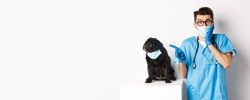 Cute black pug dog in face mask looking left at promo banner while doctor in veterinarian clinic pointing finger, standing over white background.