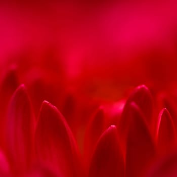 Abstract floral background, red purple chrysanthemum flower petals. Macro flowers backdrop for holiday design. Soft focus