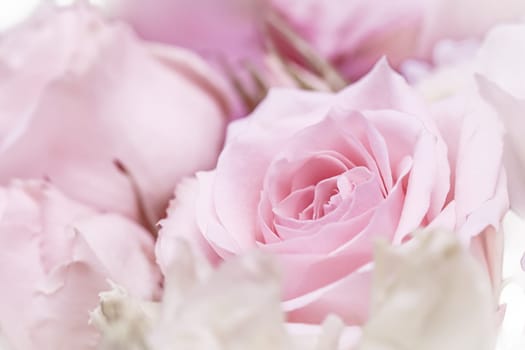 Pink rose flowers. Macro flower background for holiday brand design