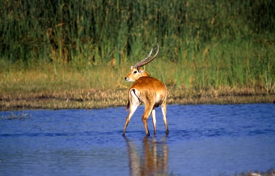 Lechwe (Kobus leche), Moremi Wildlife Reserve, Ngamiland, Botswana, Africa