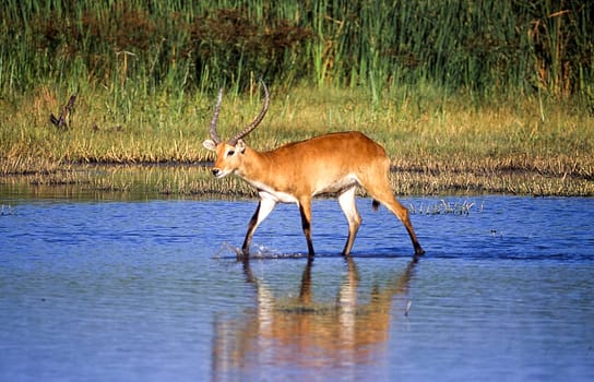 Lechwe (Kobus leche), Moremi Wildlife Reserve, Ngamiland, Botswana, Africa