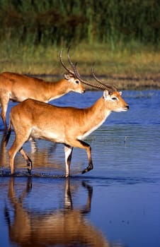 Lechwe (Kobus leche), Moremi Wildlife Reserve, Ngamiland, Botswana, Africa