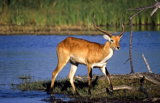 Lechwe (Kobus leche), Moremi Wildlife Reserve, Ngamiland, Botswana, Africa