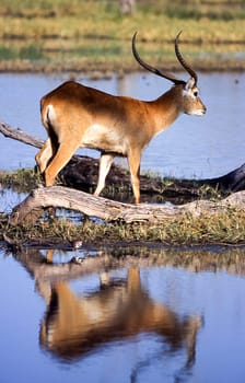 Lechwe (Kobus leche), Moremi Wildlife Reserve, Ngamiland, Botswana, Africa