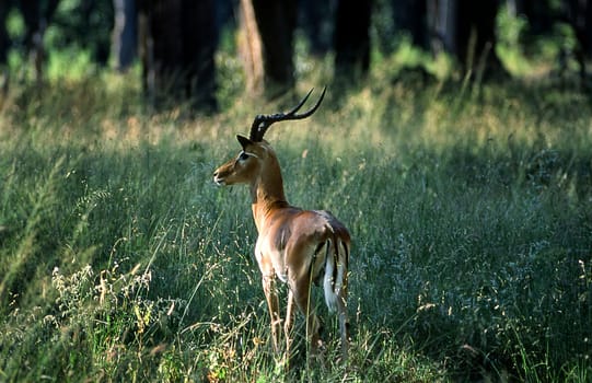 Impala (Aepyceros melampus), Moremi Wildlife Reserve, Ngamiland, Botswana, Africa