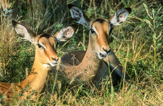 Impala (Aepyceros melampus), Moremi Wildlife Reserve, Ngamiland, Botswana, Africa
