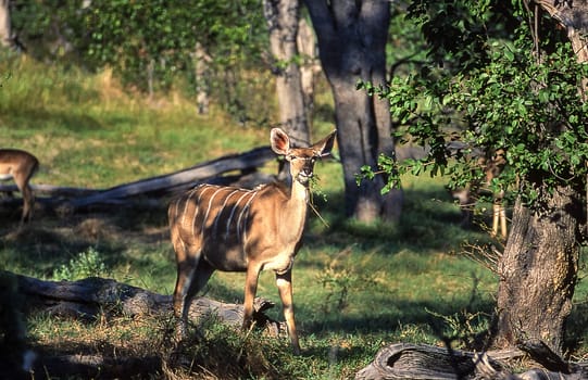 Kudu (Tragelaphus strepsiceros), Moremi Wildlife Reserve, Ngamiland, Botswana, Africa