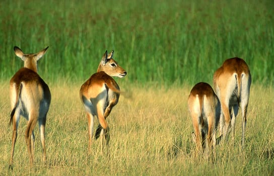 Lechwe (Kobus leche), Moremi Wildlife Reserve, Ngamiland, Botswana, Africa