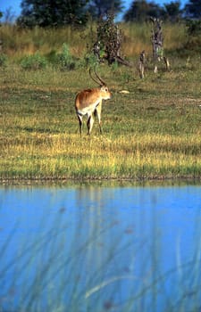 Lechwe (Kobus leche), Moremi Wildlife Reserve, Ngamiland, Botswana, Africa