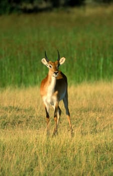 Lechwe (Kobus leche), Moremi Wildlife Reserve, Ngamiland, Botswana, Africa