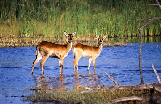 Lechwe (Kobus leche), Moremi Wildlife Reserve, Ngamiland, Botswana, Africa