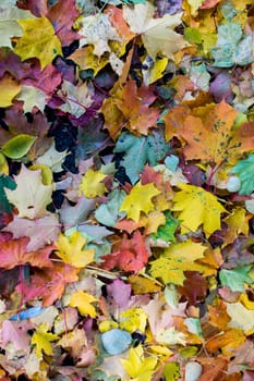 Autumn fallen maple leaves on asphalt, yellow, green. Autumn leaves spread out on the wet and black asphalt. horizontal photo for banner, background. High quality photo