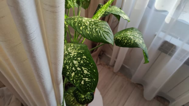 Dieffenbachia plant in a pot on a stool by the window. Retro interior in light colors. Background with plant with green leaves and fabric