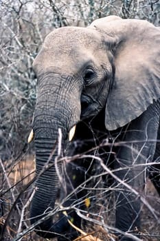 Elephant, (Loxodonta africana), Kruger National Park, Mpumalanga, South Africa, Africa