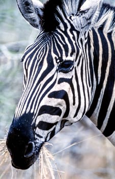 Plains Zebra, (Equus burchellii), Kruger National Park, Mpumalanga, South Africa, Africa