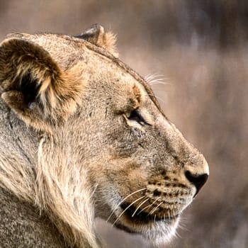 Lion, (Panthera leo), Kruger National Park, Mpumalanga, South Africa, Africa