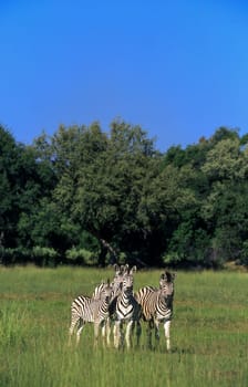 Plains Zebra (Equus burchellii), Okavango Delta, Okavango Delta, Ngamiland, Botswana, Africa