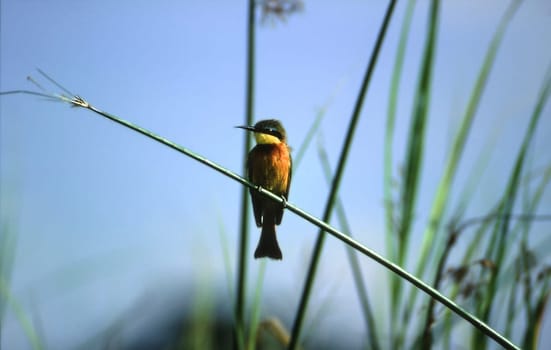 Little Bee-eater (Merops pusillus), Moremi Wildlife Reserve, Ngamiland, Botswana, Africa