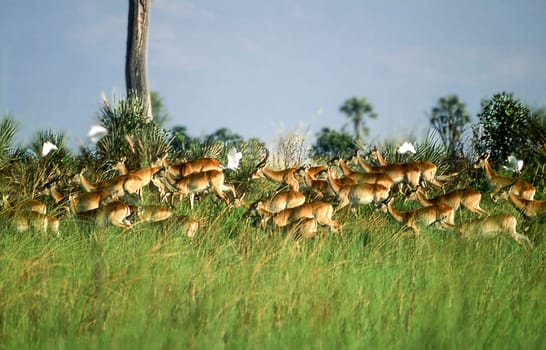 Lechwe (Kobus leche), Okavango Delta, Okavango Delta, Ngamiland, Botswana, Africa