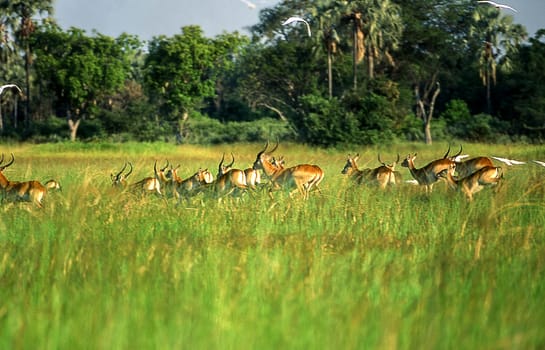 Lechwe (Kobus leche), Okavango Delta, Okavango Delta, Ngamiland, Botswana, Africa