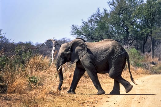 Elephant, (Loxodonta africana), Kruger National Park, Mpumalanga, South Africa, Africa