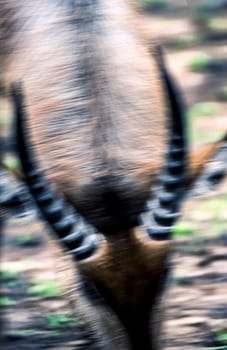 Waterbuck, (Kobus ellipsiprymnus), Kruger National Park, Mpumalanga, South Africa, Africa