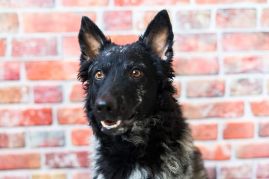 Black curly dog closeup portrait in a studio, posing, smiling