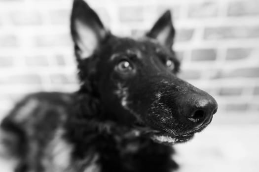 Black curly dog closeup portrait in a studio, posing, smiling