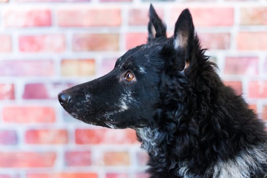 Black curly dog closeup portrait in a studio, posing, smiling