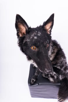 Black curly dog closeup portrait in a studio, posing, smiling