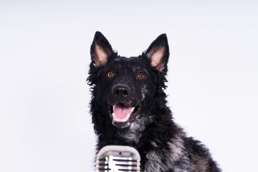 Black curly dog closeup portrait in a studio, posing, smiling