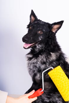 Man painting his dog doing renovation work in room. Good relationship between dog and his owner