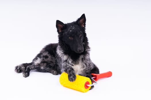 Man painting his dog doing renovation work in room. Good relationship between dog and his owner