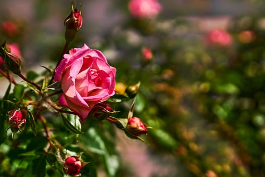 a prickly bush or shrub that typically bears red, pink, yellow, or white fragrant flowers, native to north temperate regions.