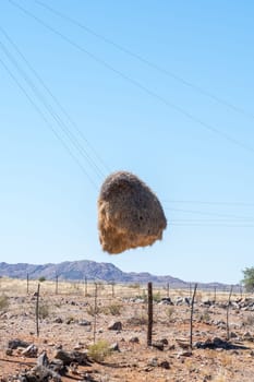 A community bird nest hanging on telephone wires after the telephone pole it was on disintegrated. Northern Cape Province of South Africa