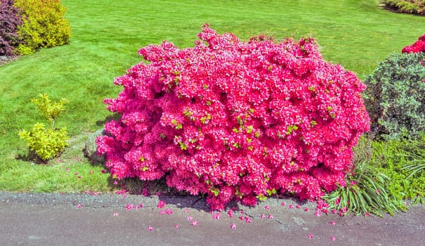 Bush of red Rhododendron flowers on green lawn background.