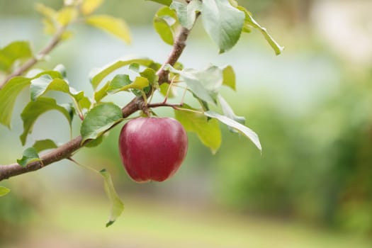 apple ready for harvest in the apple plantation in old orchard. Lonely red ripe apple on a branch