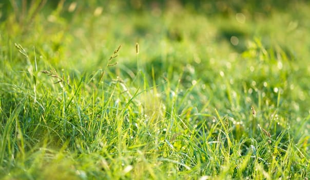 Morning landscape sunrise in the meadow, on the grass and flowers of the drops of dew. Soft focus field early in the morning grass in dew