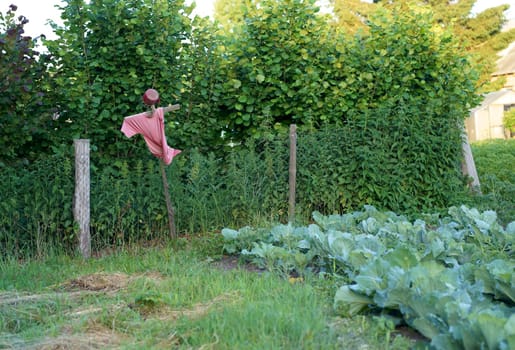 A scary scarecrow in the garden scares away hungry birds. Cabbage garden. landscape consists of a scarecrow in a vegetable garden to protect the harvest.