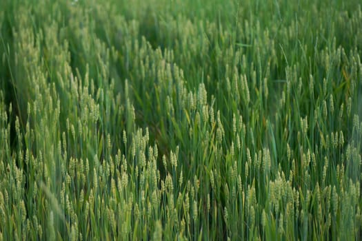 Wheat ears close-up in the sun. Immature wheat in the field and in the morning sun. Wheat in warm sunlight.