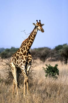 Giraffe, (Giraffa camelopardalis), Kruger National Park, Mpumalanga, South Africa, Africa